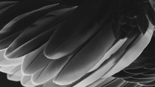 A close up of a black and white bird's wings photo