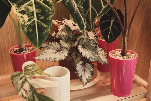 Explore the World of Stylish Indoor Plants Perfectly Arranged in Beautiful Decorative Pots photo