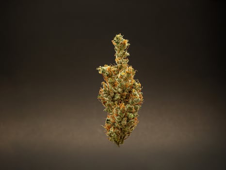 Premium dry cannabis buds against a gray background. photo