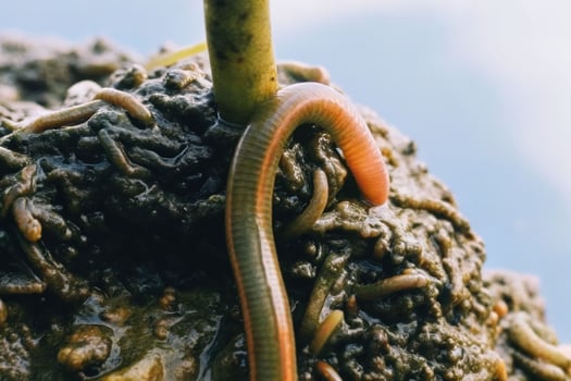 Closeup of a leech on soil with earthworms wet environment nature concept macro view photo