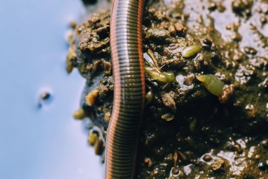 Exploring the underworld closeup of a leech and dirt enriched with earthworms in nature's ecosystem photo