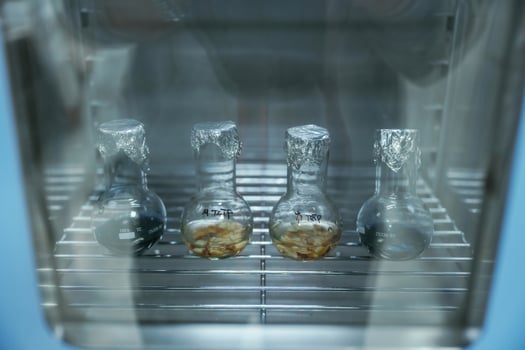 Test, tubes with Trichoderma, and Sclerotinia in the laboratory photo