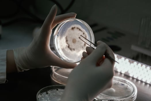 Woman is ,working with Sclerotinia that is in the rounded containers in the laboratory photo