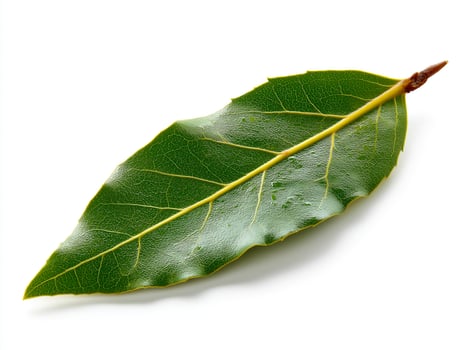 fresh healthy Bay Leaf photo