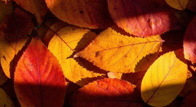 A collection of autumn leaves in warm shades of red, orange, and yellow create a striking display. photo