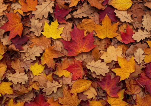 A rich tapestry of autumn leaves displaying a wide spectrum of fall colors. photo