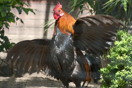 A colorful rooster with bright orange neck plumage and black body . wildlife photo