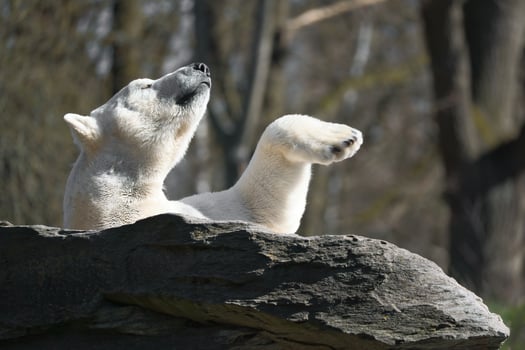 relaxed polar bear lies on a rock and raises a paw in the air. photo