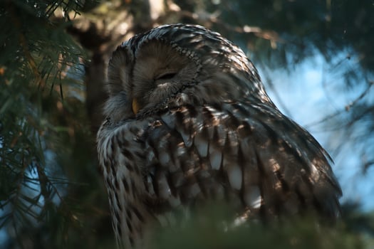 A majestic sleeping eagle owl on a branch photo