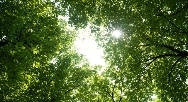 Sunlight Through Green Tree Canopy photo