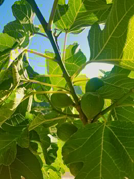 Nature with a closer view of a fig tree branch adorned with non-mature fig fruits, basking in the warm glow of the sun. the intricate details of the branch and the vibrant green figs photo