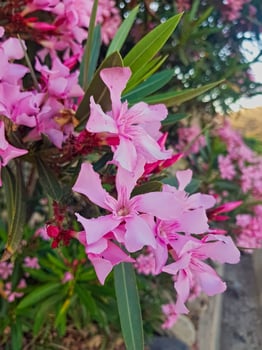 Radiant Oleander blossom in full bloom, with each perfectly formed petal exuding elegance and grace, displaying a vibrant palette ranging from soft pinks to rich whites against a lush, green backdrop. photo
