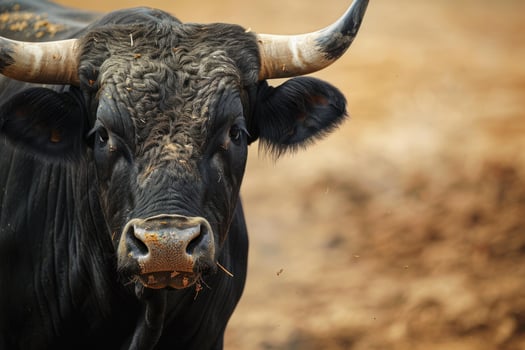 Powerful bull standing in dirt arena, intense portrait of a fighting bull photo