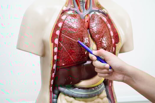 Asian student learning with human body model in anatomy biology in classroom at high sc photo