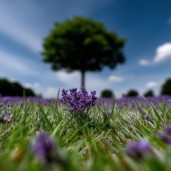 A lone tree in a field of purple flowers photo