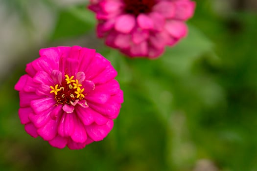 Close-up of a vibrant pink Zinnia flower in full bloom with soft green blurred background, perfect for floral designs, garden themes, or natural decor. photo