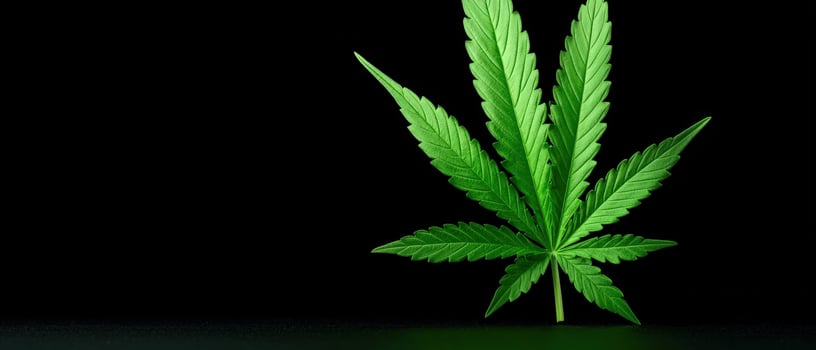 Marijuana leaf on black background photo