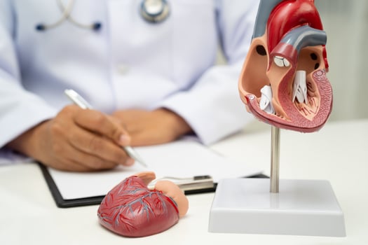 Cardiovascular disease CVD, doctor with heart human model anatomy treatment patient photo