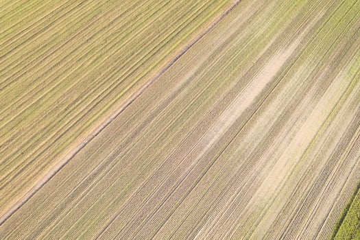 drone photography of a cultivated field with linear patterns, agricultural concept textured background photo