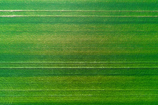 detail of a green crop field from directly overhead, agriculture concept background photo