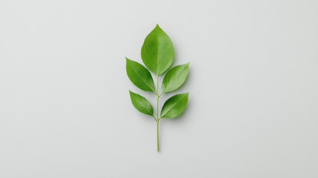 A single leaf on a white background photo