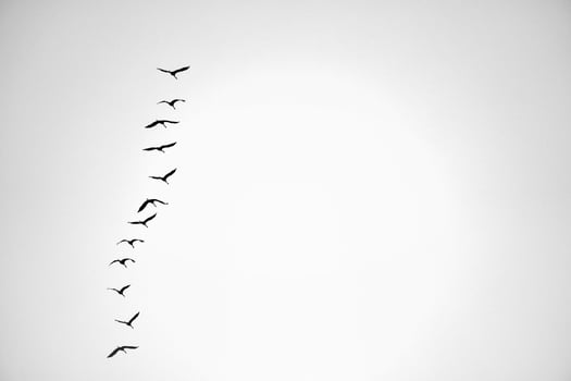 Cranes fly one after the other in the sky. Migratory birds passing through. photo