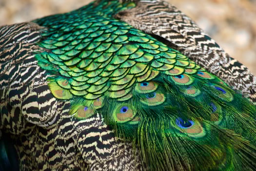 Close-up of colorful peacock feathers with shimmering shades of green and blue. photo