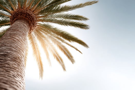 Stunning palm tree textures captured against a bright background showcasing intricate details and ample copy space photo
