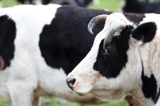 A cow with a white muzzle and a black body stands in a field photo