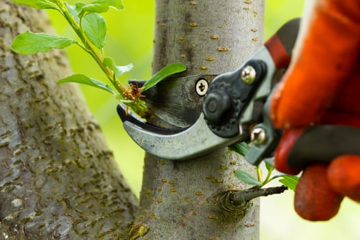Gardener pruning trees with pruning shears on nature background. photo