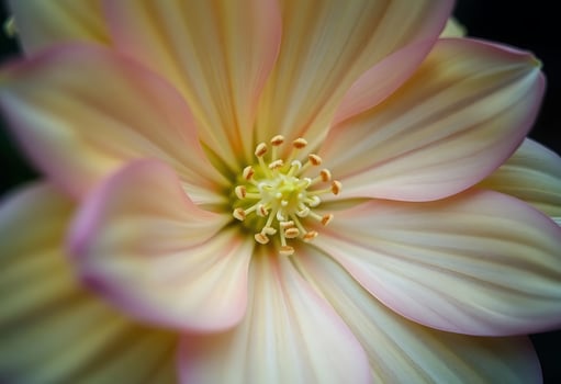 close up of a pink and yellow flower photo