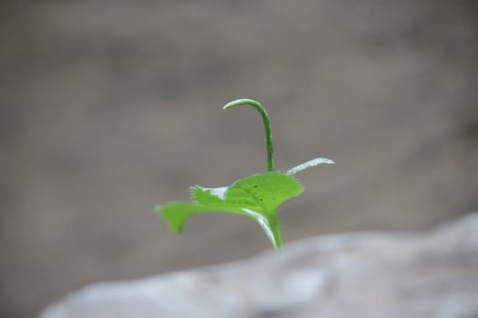 New Growth on Rocky Surfaces photo