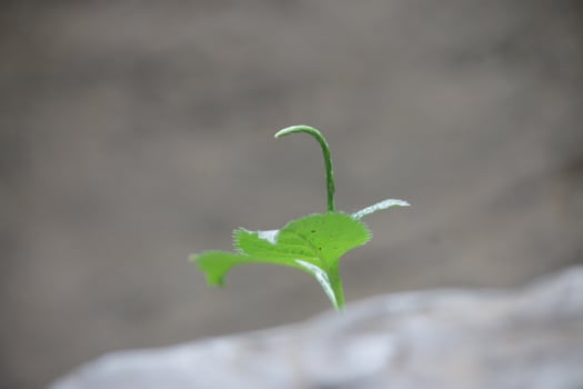 New Life on Rocky Surfaces photo