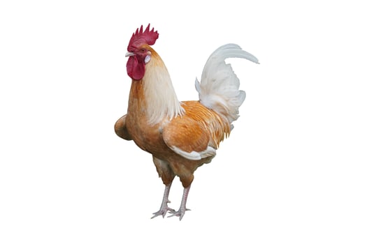 A rooster standing on its hind legs photo