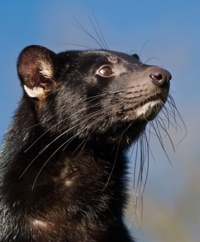 Black tasmanian devil with a long nose and whiskers photo