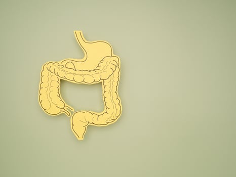 Intestine symbol made from paper on a green background photo