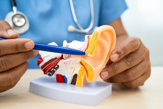 doctor holding human ear model to learn and treat hearing loss in patient. photo