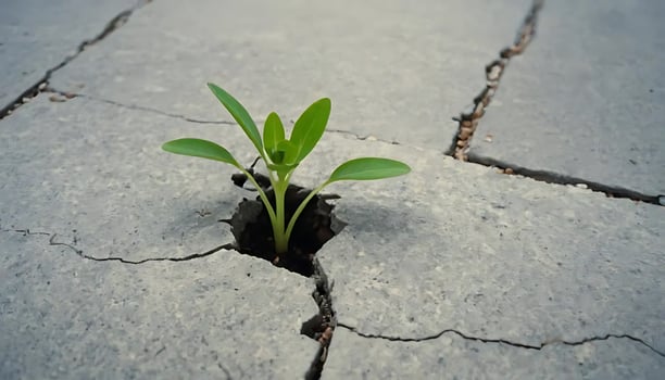 Plant Growing Through Concrete Crack Signifies Resilience and New Beginnings photo
