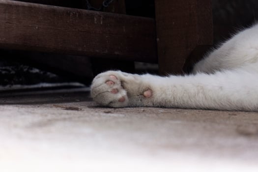 White Feline Enjoying Warmth photo