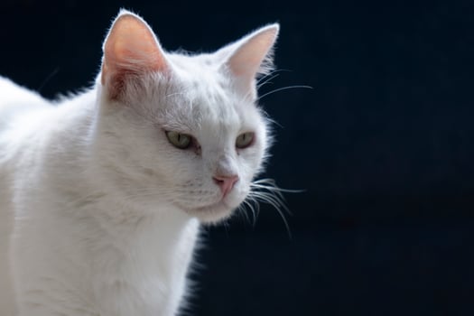 white cat looking to the side photo