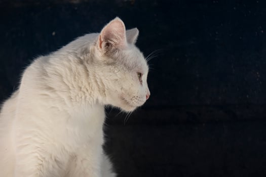 White Cat Resting in Sunlight photo