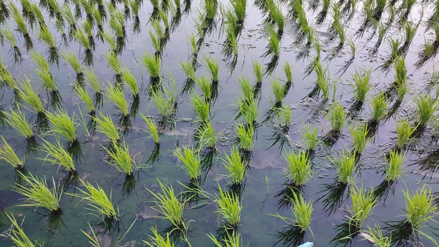 rice plants growing in a paddy field photo