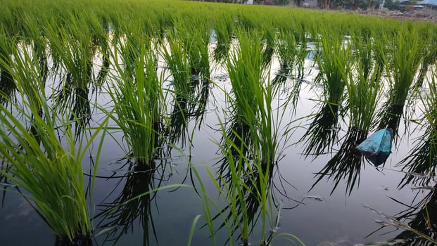 rice field with water and green plants photo