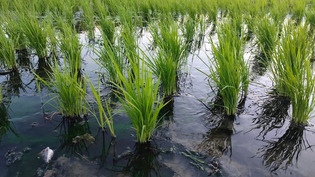 rice plants growing in a pond photo