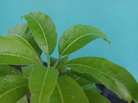 Lush Green Mango Leaves with Water Droplets Against a Teal Background. photo