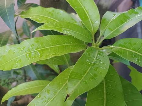 Close-up of Wet Green Mango Tree Leaves. photo