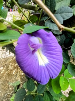 Vibrant Blue Butterfly Pea Flower with White Center. photo