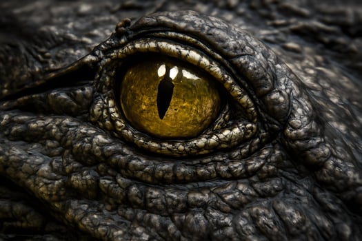 A striking close-up of a reptile eye with a golden iris and vertical pupil, surrounded by textured, scaly skin photo