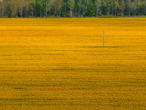 Vast Field of Yellow Rapeseed Flowers with Isolated Utility Pole photo