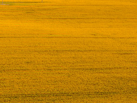 Vast Field of Yellow Rapeseed Flowers with Distant Thin Poles photo
